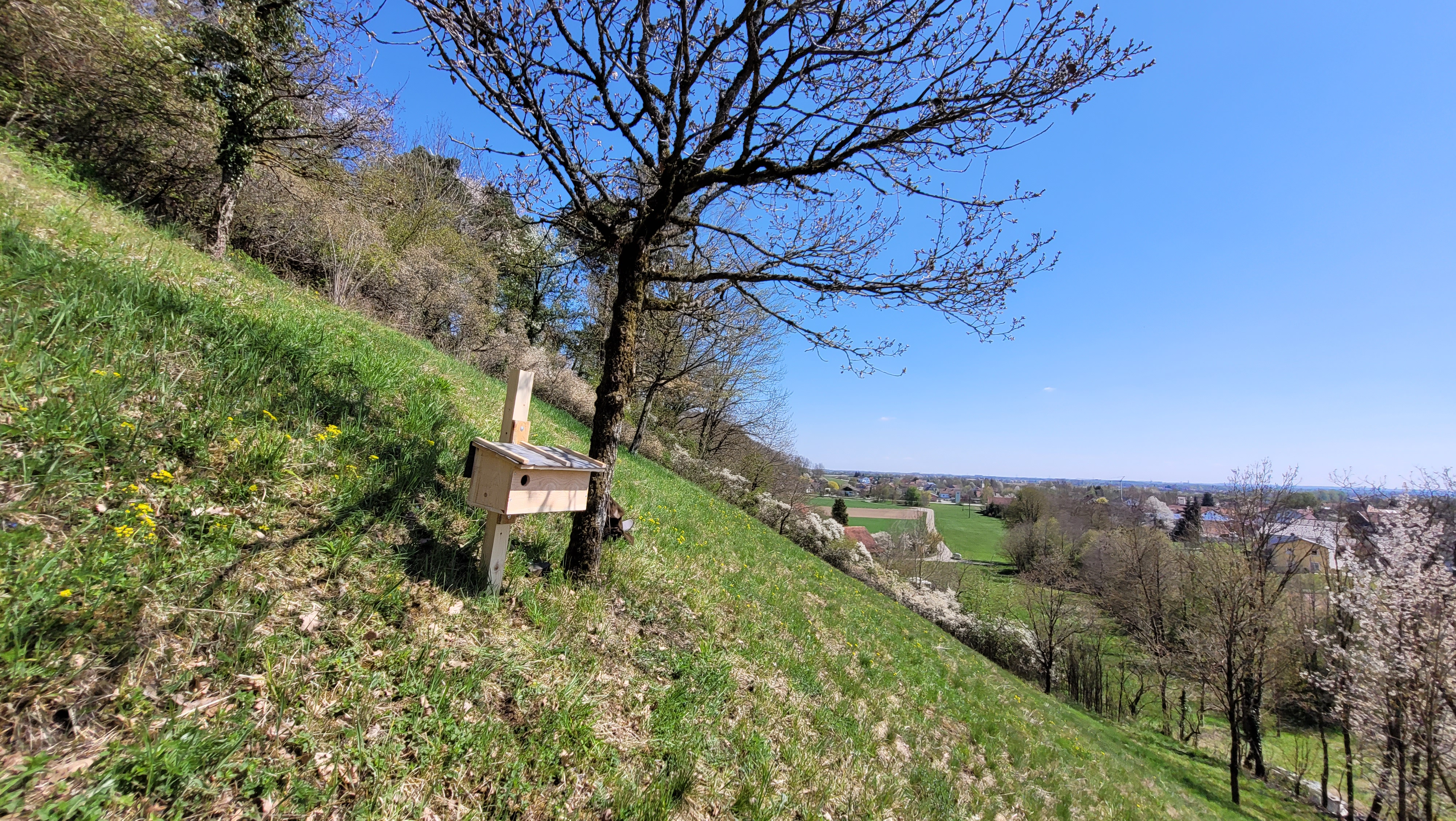 Nisthilfen für den Wiedehopf