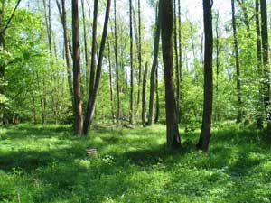 Führung durch den Rainer Wald