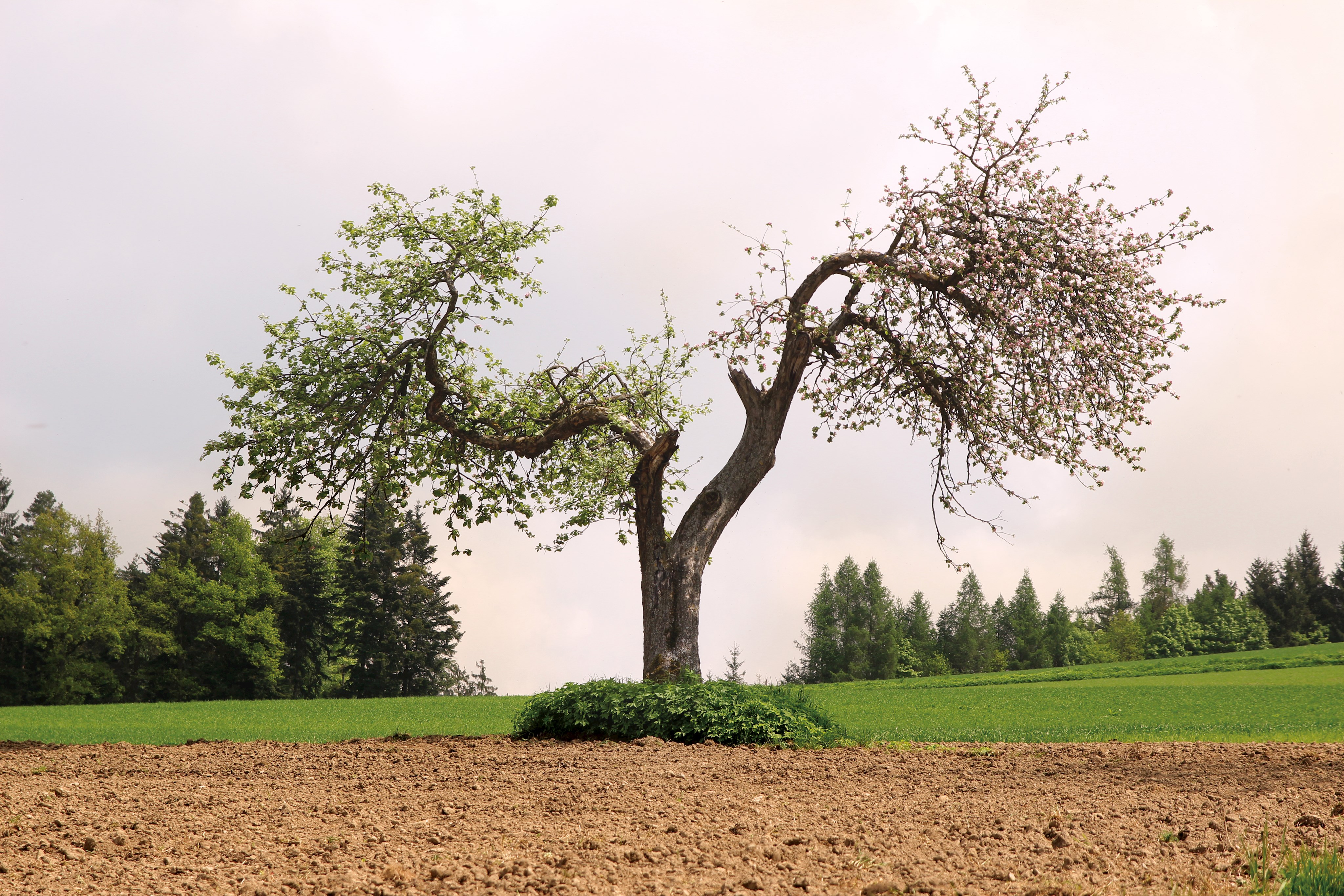 Streuobstwiesen-Exkursion am 19. Mai in Ascha