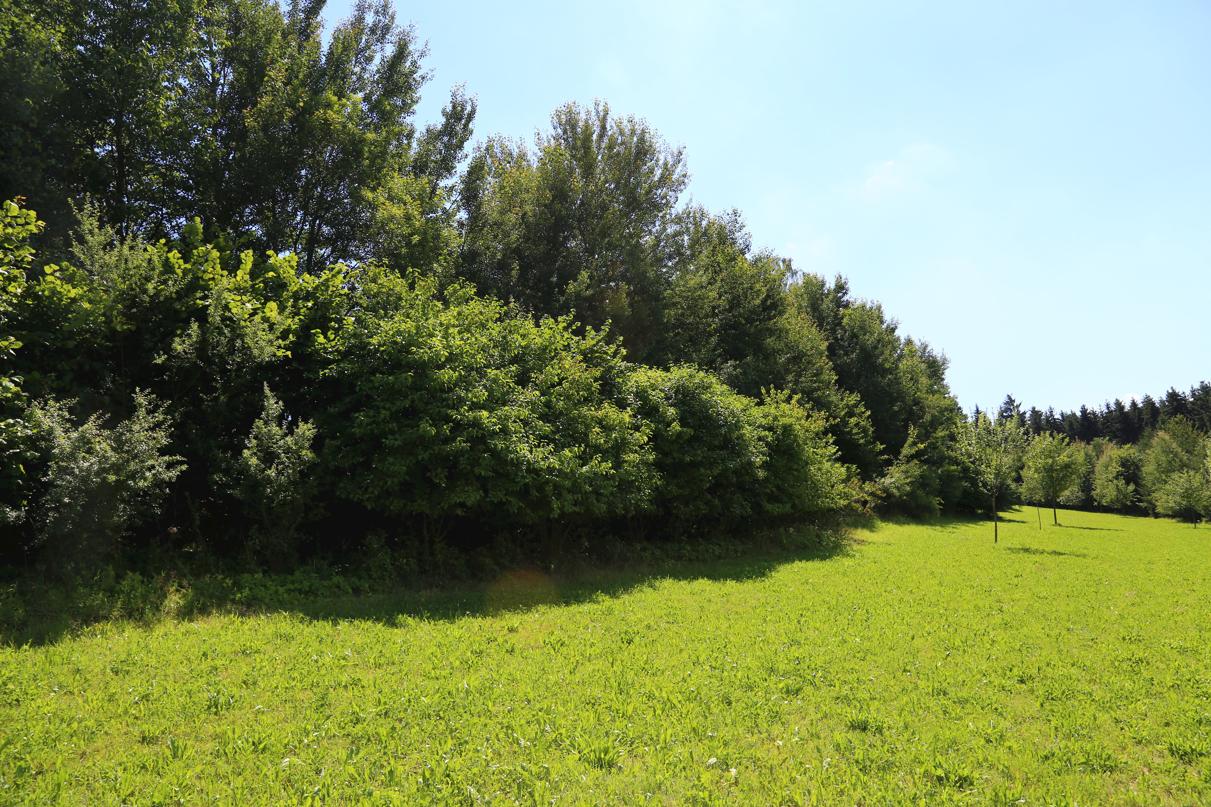 Hecke Dachsberg 2016