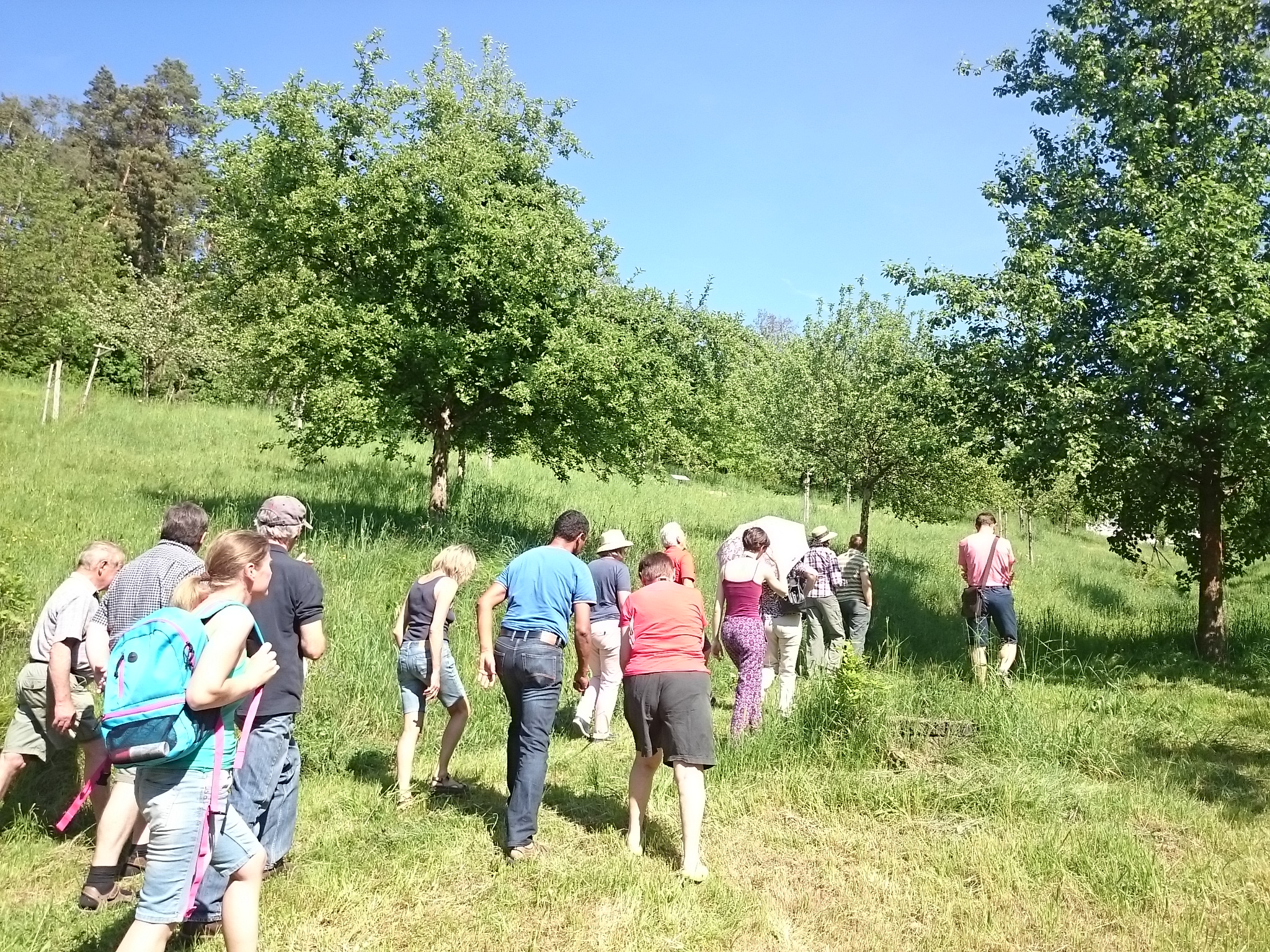 Wanderung durch die Streuobstbestände in Falkenfels am 17.05.2019