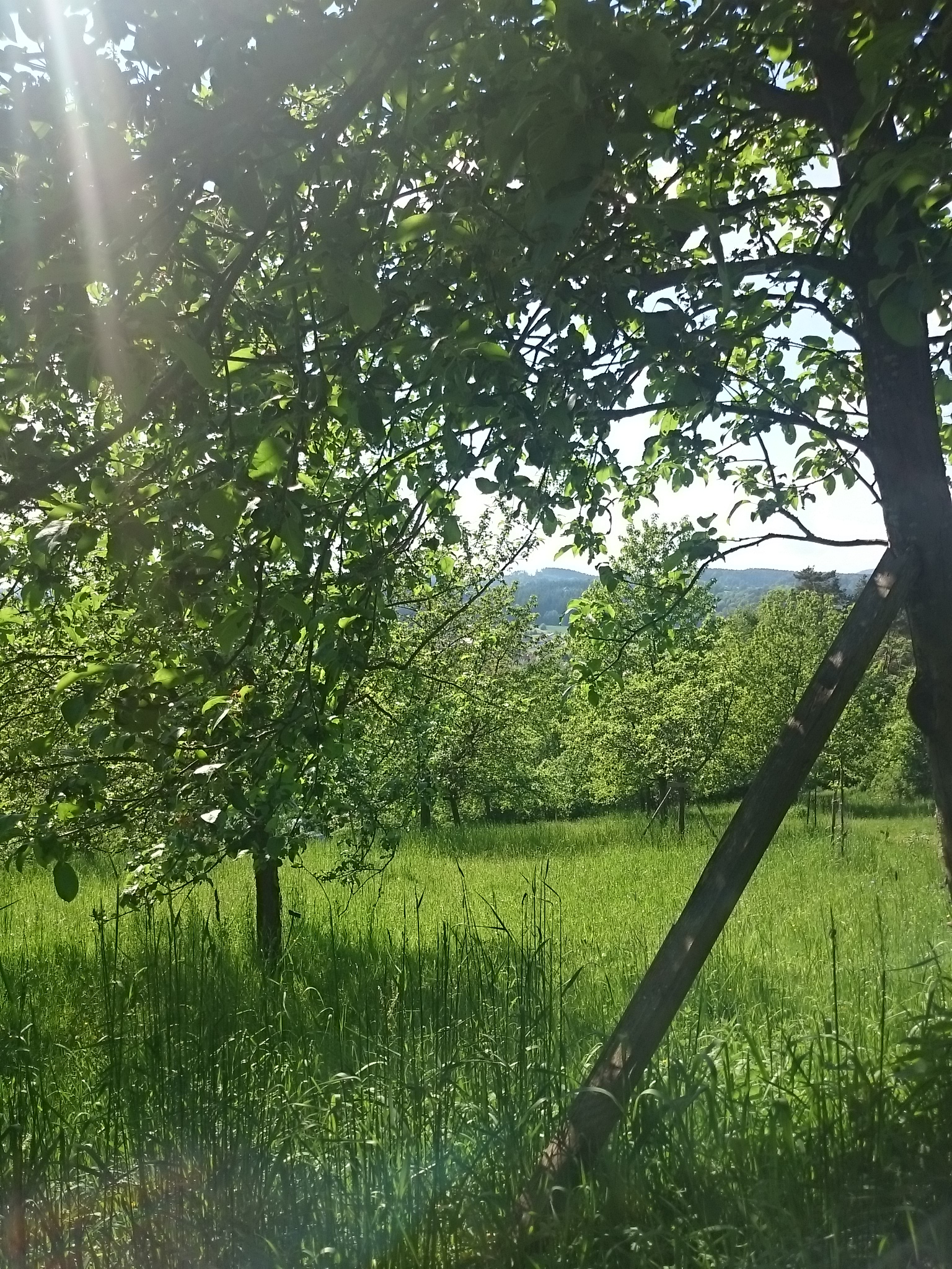 Beratung zum Streuobstwiesen-Projekt 2021/22