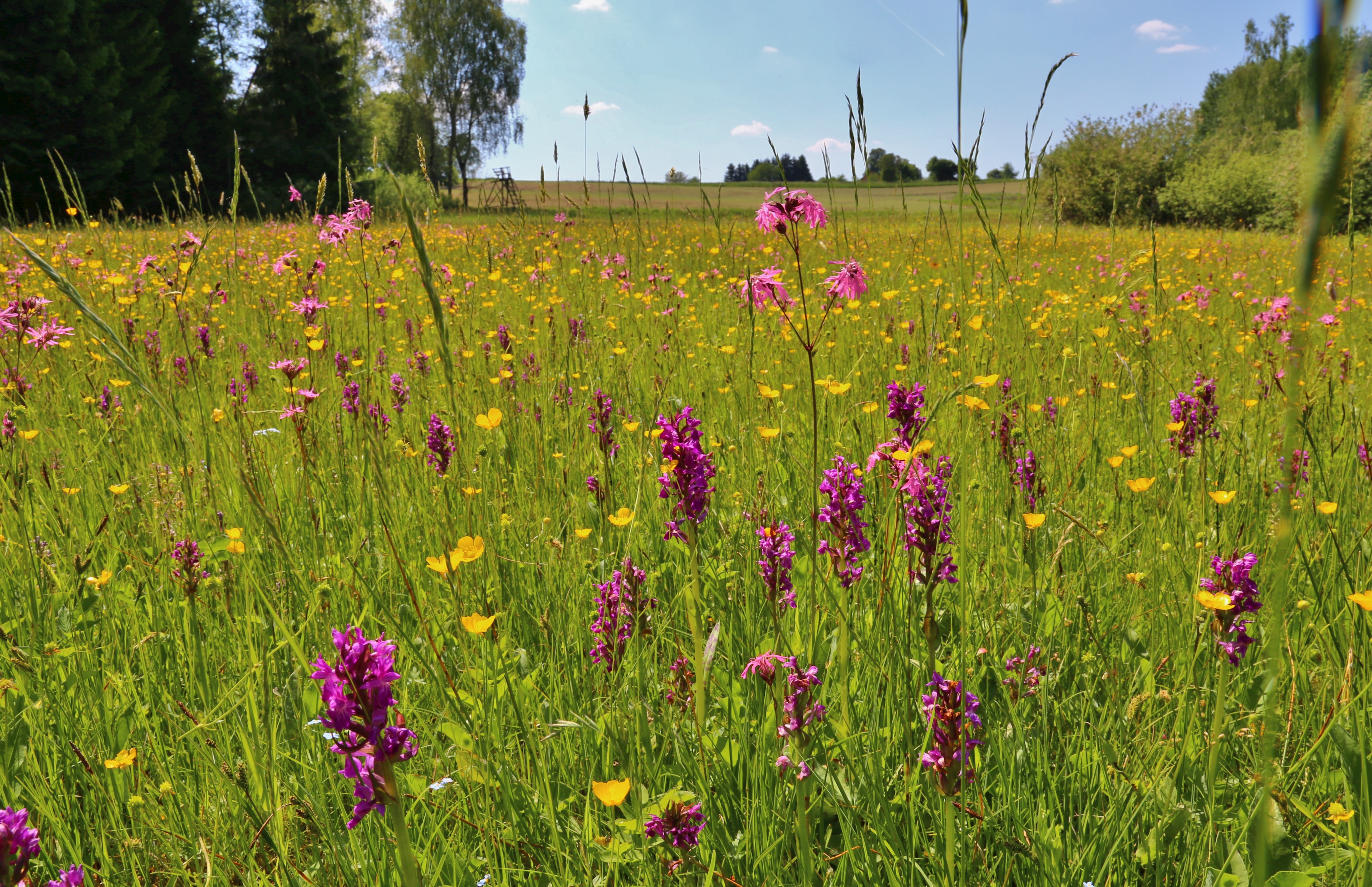 Blühende Orchideenwiese 2017