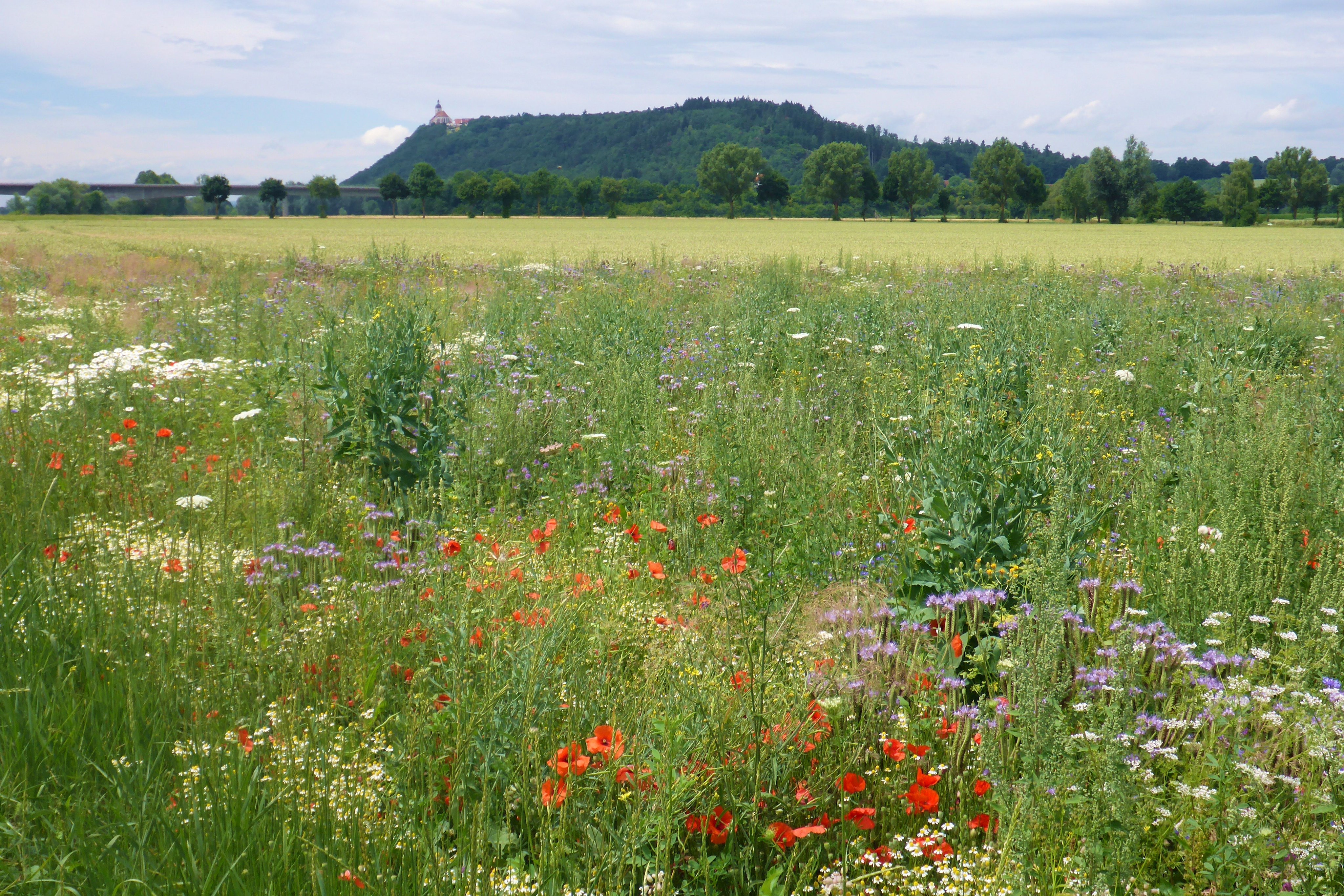 PIK-Blühfläche für die Feldlerche (Juni 2017)